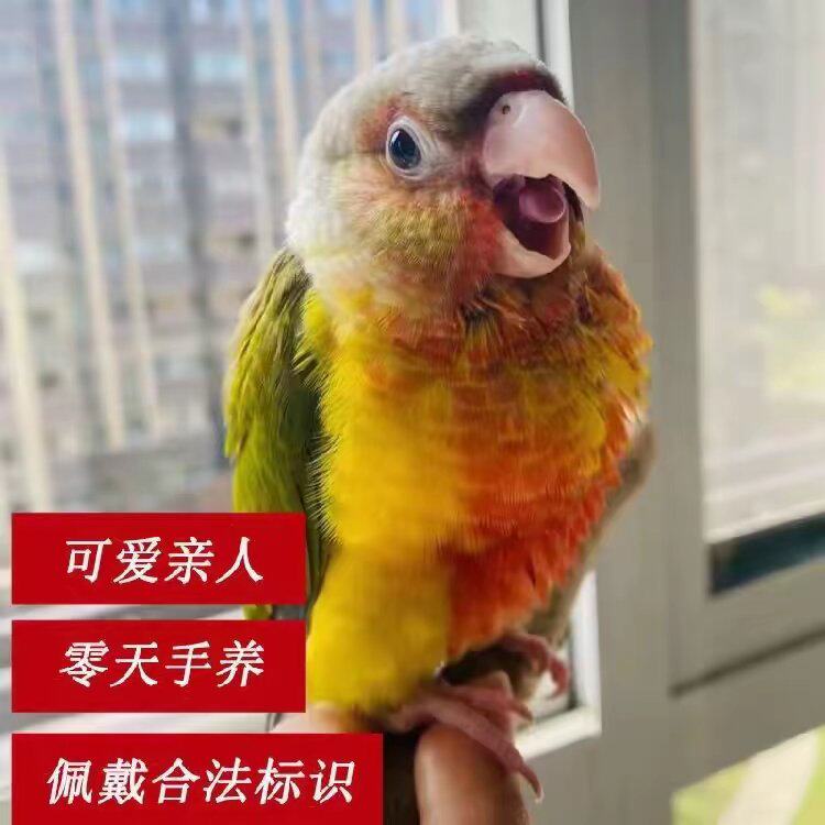 艾尚鹦鹉萌宠