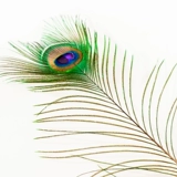 Чистого натурального павлина бутылочки для бутылки с пером