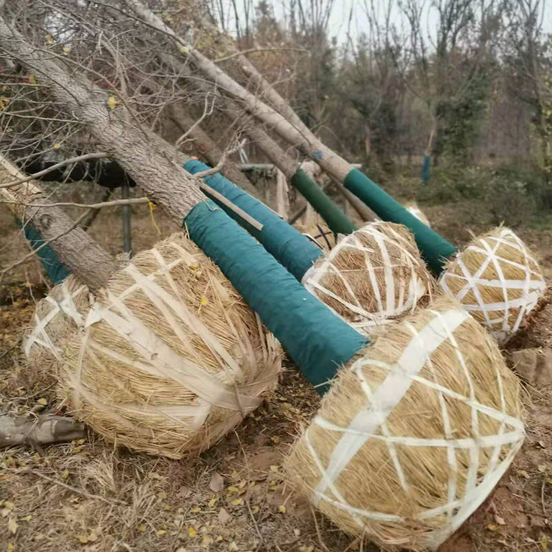 Wrapped tree cloth wrapped tree cloth wrapped tree cloth tree heat preservation moisturizing belt sunscreen cold protection cloth garden non-woven plant wrapping