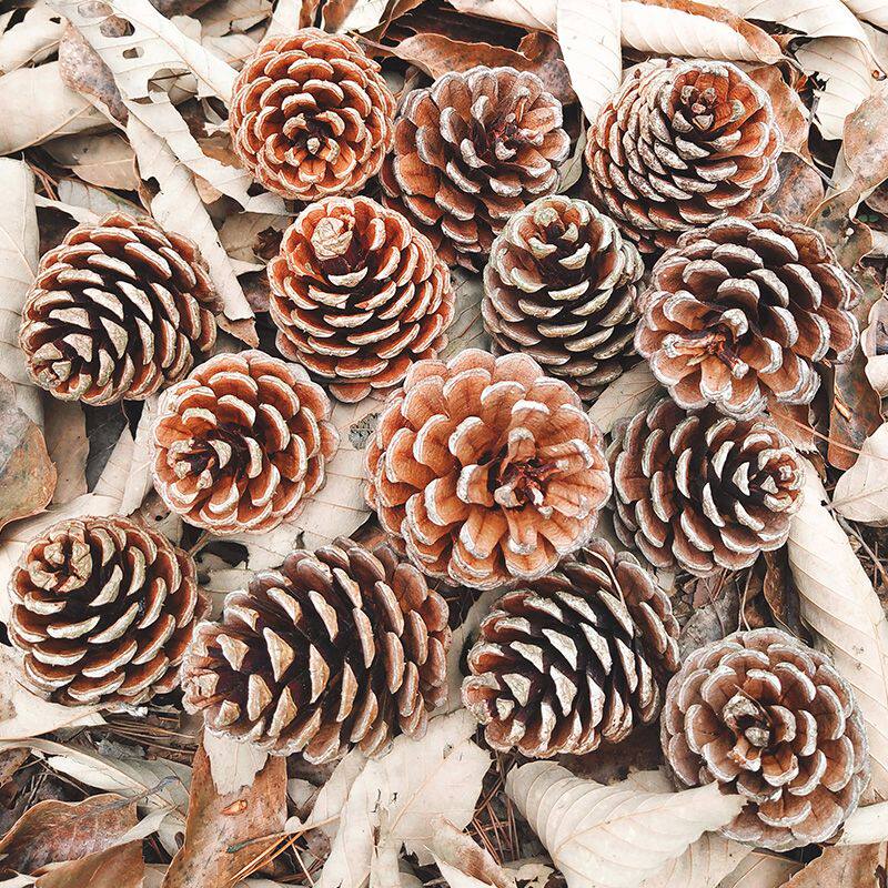 Natural decoration of Dapine pine pine fruit dry flower piece hanging accessories hand - made diy material of Christmas pine fruit