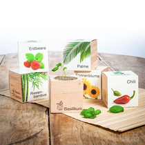 Austrian Ecocube eco-environmental potted small green plant Office creative desktop mimosa plant flowers