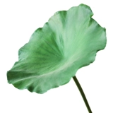 Реалистичный реквизит для фотографии подходит для фотосессий, бассейн, декор, цветок лотоса, букет