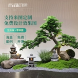 Смоделированные приветственные украшения сосны Сосновые дерево.