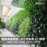 Индивидуальная крупноклапальная фона растительная фона стена Зеленая растение Выпуск растений.