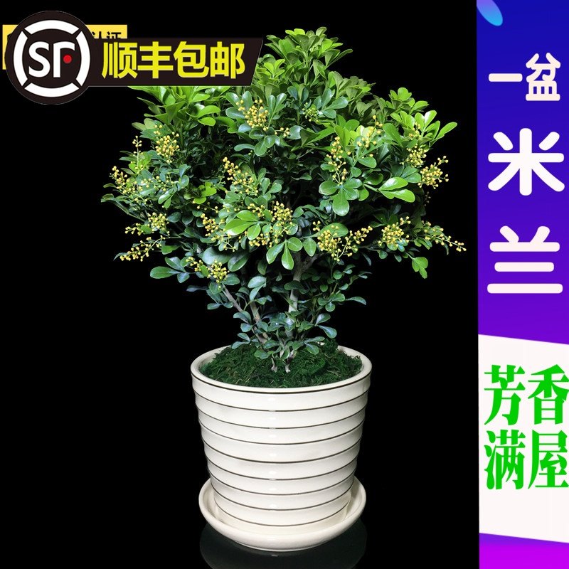 Milan flower pot plant flowering plants scented green plants Balcony garden fragrant flowers four seasons flowering Mosquito repellent