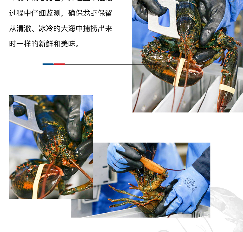 Детали-L-Канадиан Лобстер-Фреш-200530-weibu_10.jpg