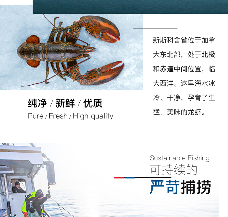Детали-l-канадский лобстер-FRESH-200530-weibu_05.jpg