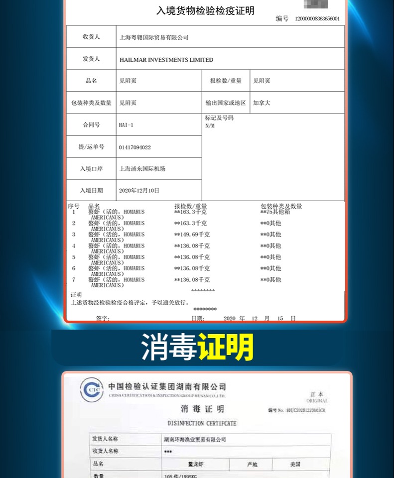 【拍2件】波士顿大龙虾鲜活特大波龙澳龙海