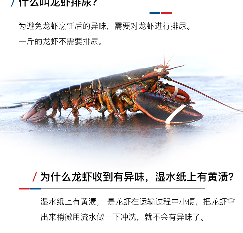 Детали-L-Канадиан Лобстер-Фреш-200530-weibu_20.jpg