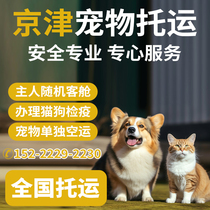 Pet Consignment Charge DAffaires Quarantine Certificate In Passenger Cabin Cat Dog Random Formalities Tianjin Beijing Shanghai Chengdu Xian Guangzhou