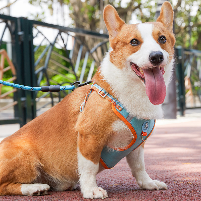 Dog traction rope vest type mid-sized dog Kirki method, bolt, small Teddy walks dog rope chain