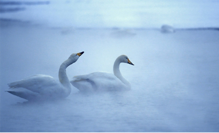 Bague mixte      en Argenterie - Ref 3086824 Image 7