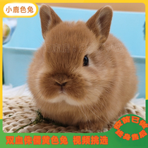 Double blood yellow small deer color dwarf living rabbit long little rabbit coeared rabbit imported dwarf rabbit offspring second-generation rabbit