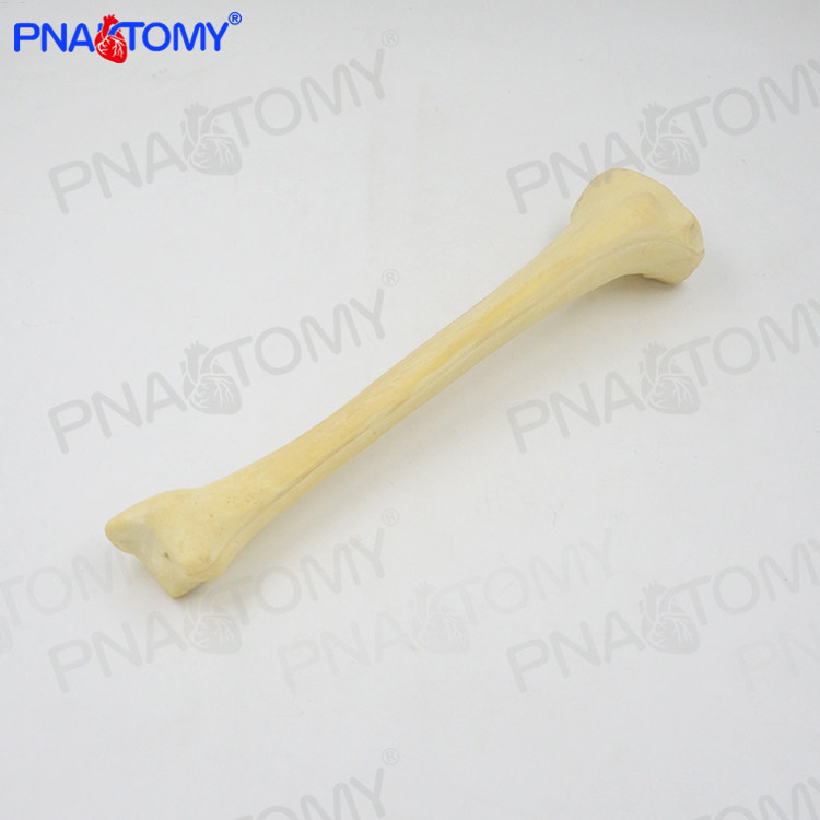 骨科手术模拟Sawbone仿真骨骼模型 PNATOMY PNT-1129儿童教育训练静态模型