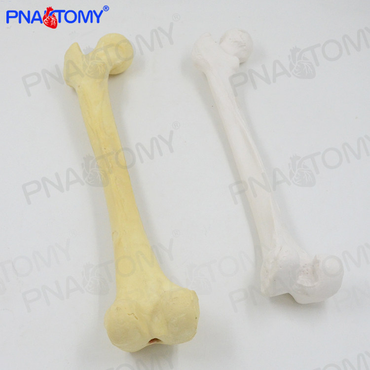 1：1人体仿真骨骼股骨头大腿骨四肢骨长骨医用教学骨科疼痛科模型