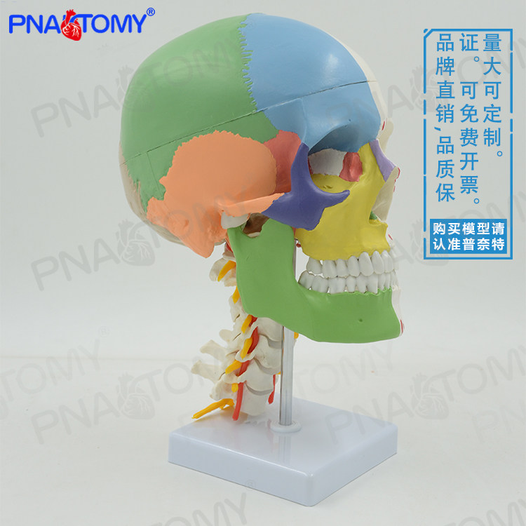 1:1成人人体彩色头骨带颈椎模型骷髅头颅骨可拆卸带底座教学医用