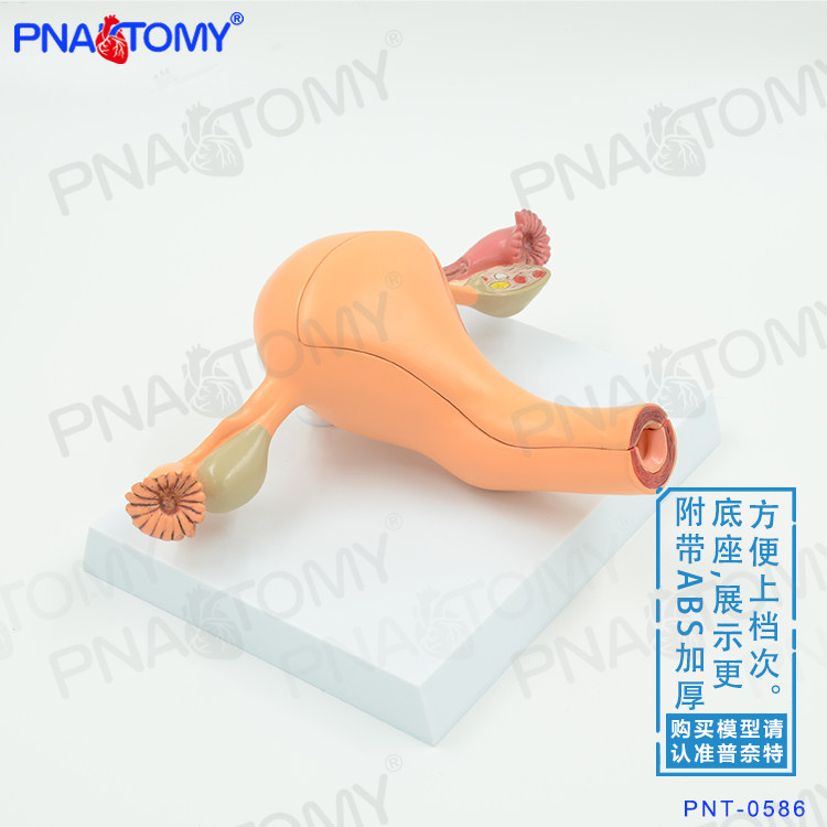 仿真医学用女性内生殖器子宫卵巢模型妇科妇产科计生教具医用