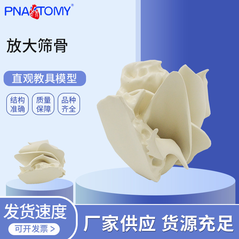 人体头颅骨筛骨放大解剖骨骼模型医用教学骨科口腔教学模拟演示