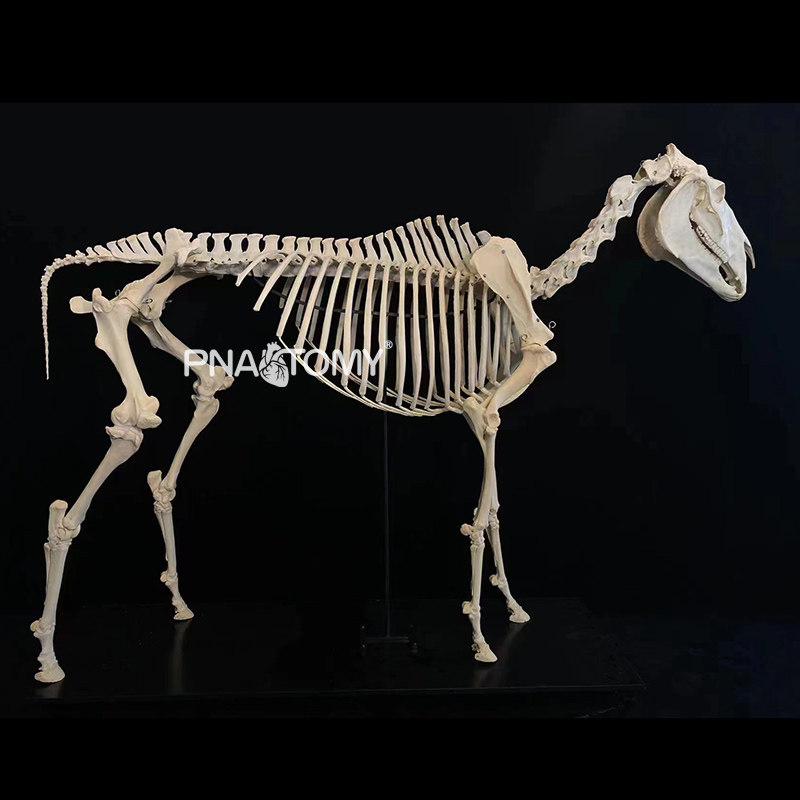1比1马骨骼标本模型马骨架畜牧学校教学博物馆展示定制骨骼模型