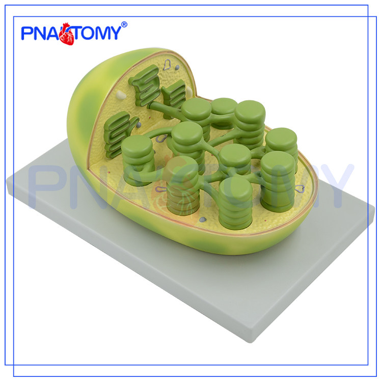 Pnatomy 新品叶绿体结构模型显微结构初高中生物教学模型科教仪器