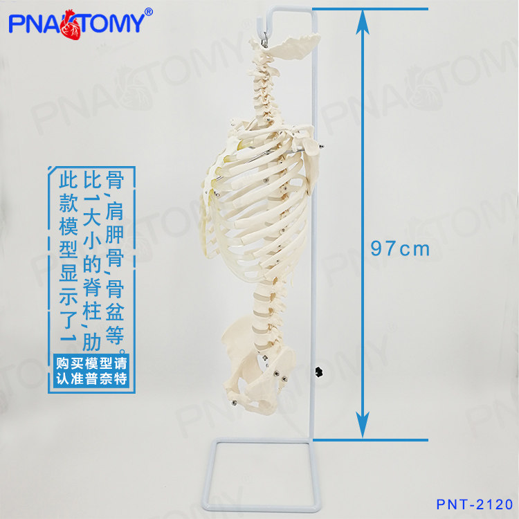Pnatomy 人体脊柱模型人体骨骼脊椎成人1:1颈椎胸椎肋骨骨盆模型