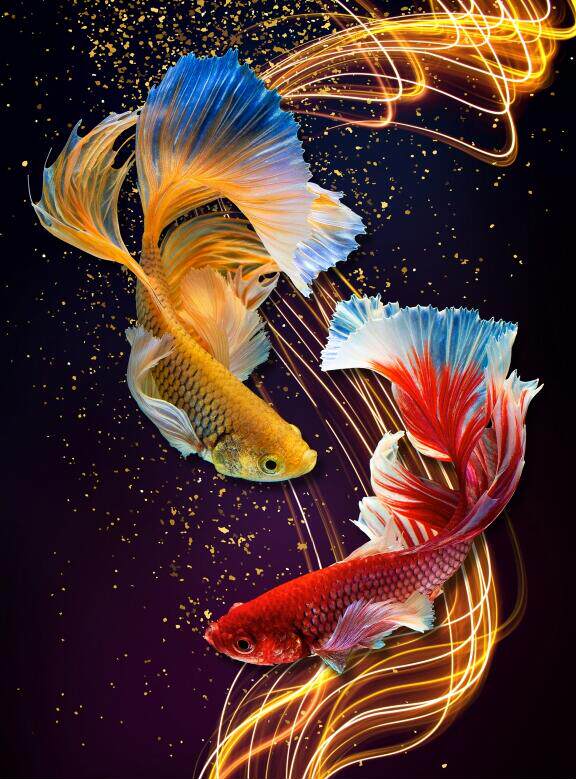 条鱼 金鱼 鲤鱼