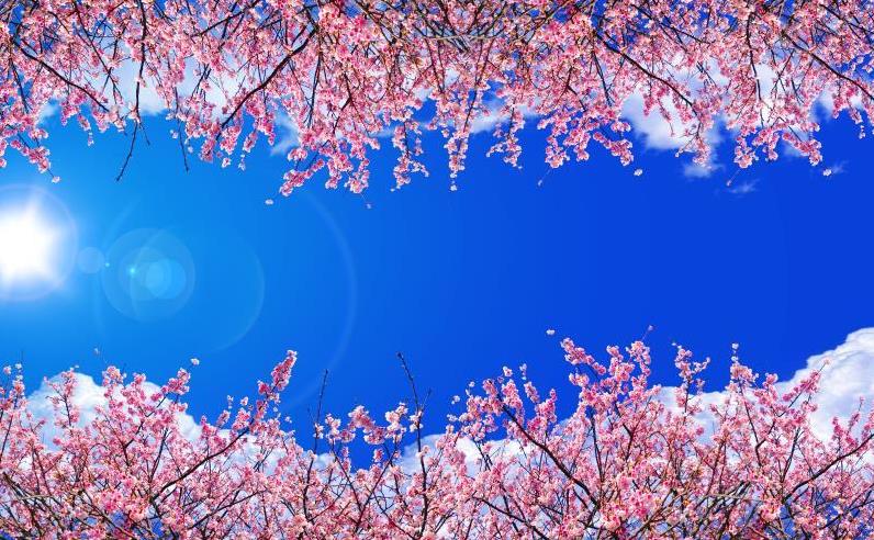蓝天白云樱花天花