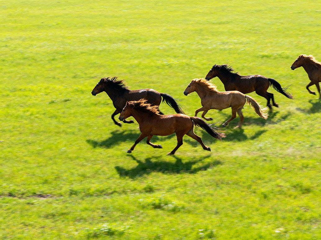 现代简约背景墙草