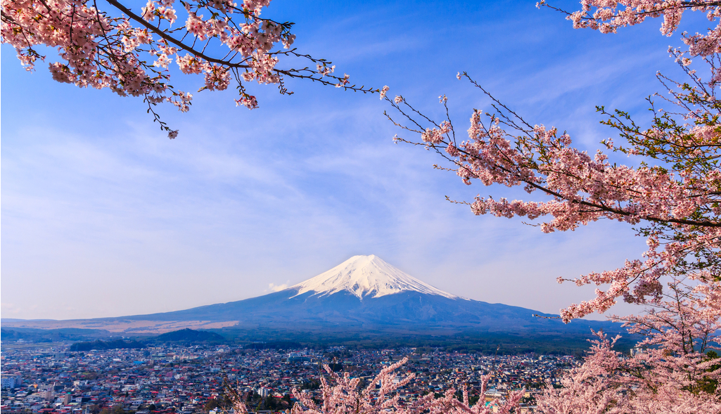 富士山樱花 风景
