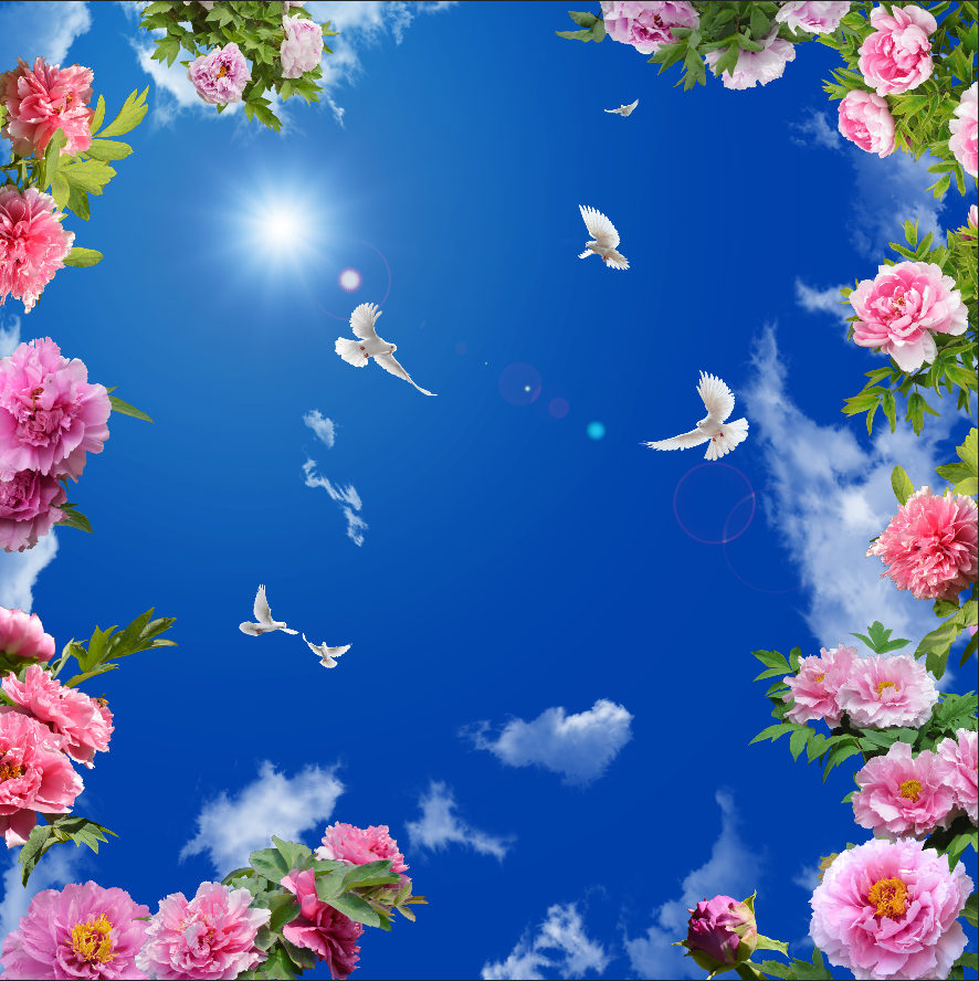 牡丹蓝天白云白鸽