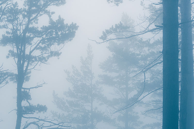 背景墙热带雨林植