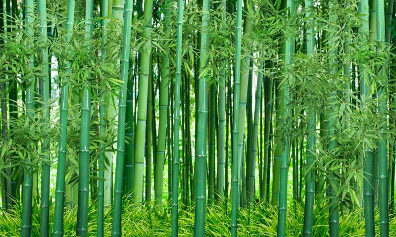 竹林3D风景背景