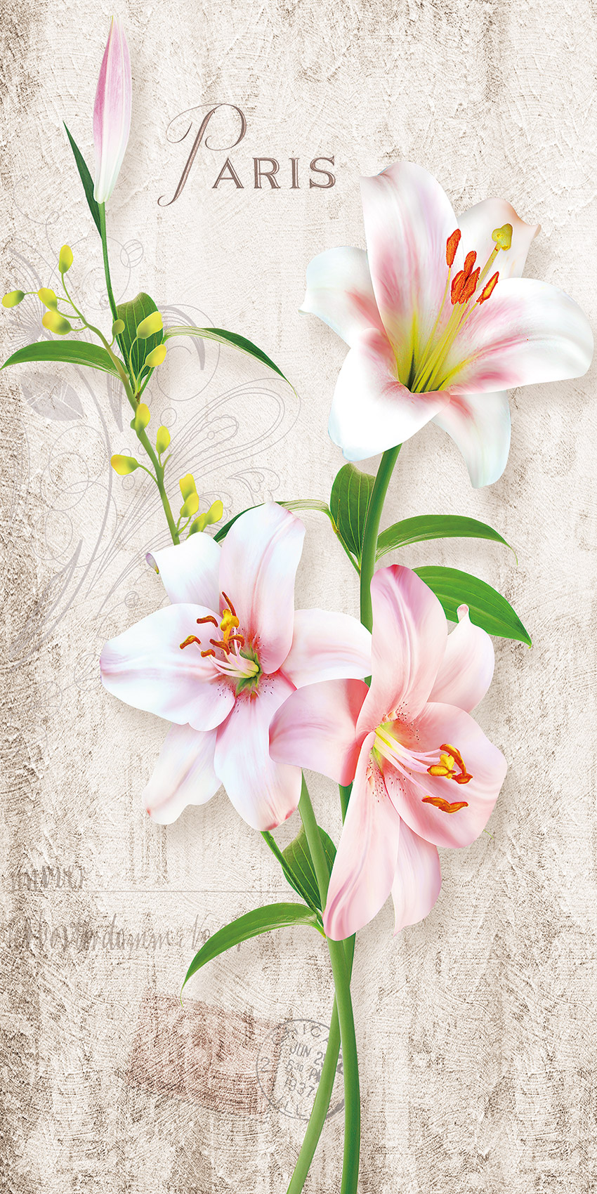 郁金香花卉 背景
