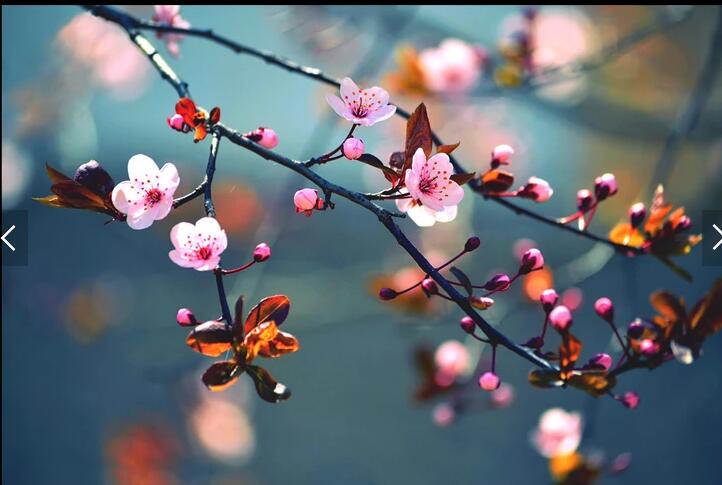 唯美花枝桃花樱花