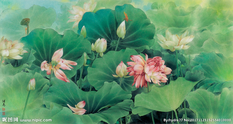 G荷花荷叶荷塘背