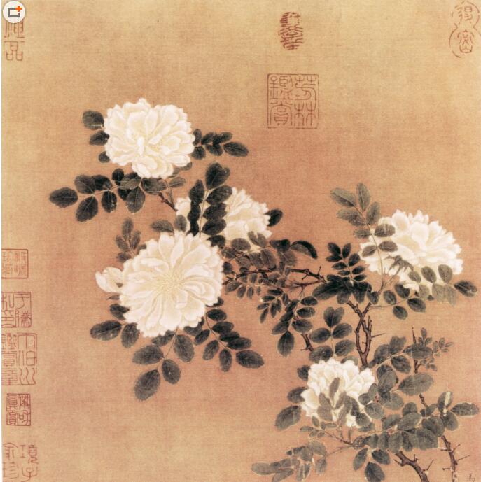 国画牡丹 国画 