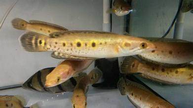 七彩海象蛇头中大型雷龙鱼斑鳢七星龙鱼配