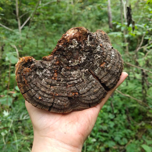 西藏桑树桑黄特级野生正品整朵灵芝孔菌种自治区桑树桑黄250g