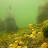 Baijiu Song 75 грамм ароматного вина традиционная приготовление кукурузного риса сорго сорго лекарство для вина дрожжи рыбацкая рыбалка вино