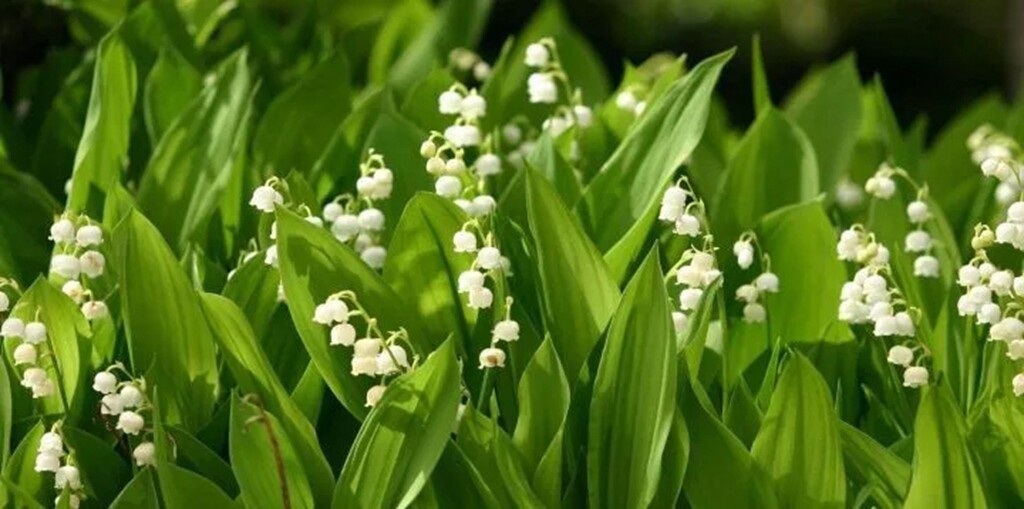 鈴蘭 芝蘭生於深谷 不以無人而不芳 淘寶海外