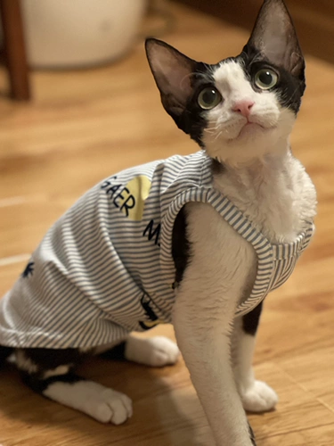 Одежда кошачьей одежды Sphinx Devin koenice Summer Thin Thin подвеска