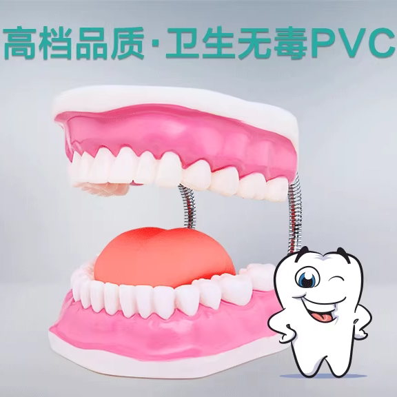 牙齿护理模型