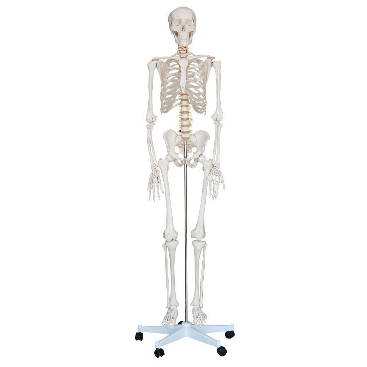 人体骨骼标本模型解剖模拟人（高170cm）假人