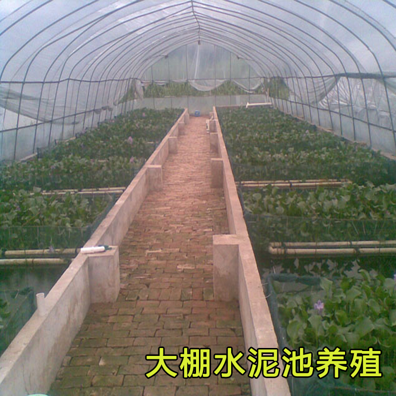 养殖场供黄鳝鱼苗：如何挑选和养殖你的“小长鱼”？