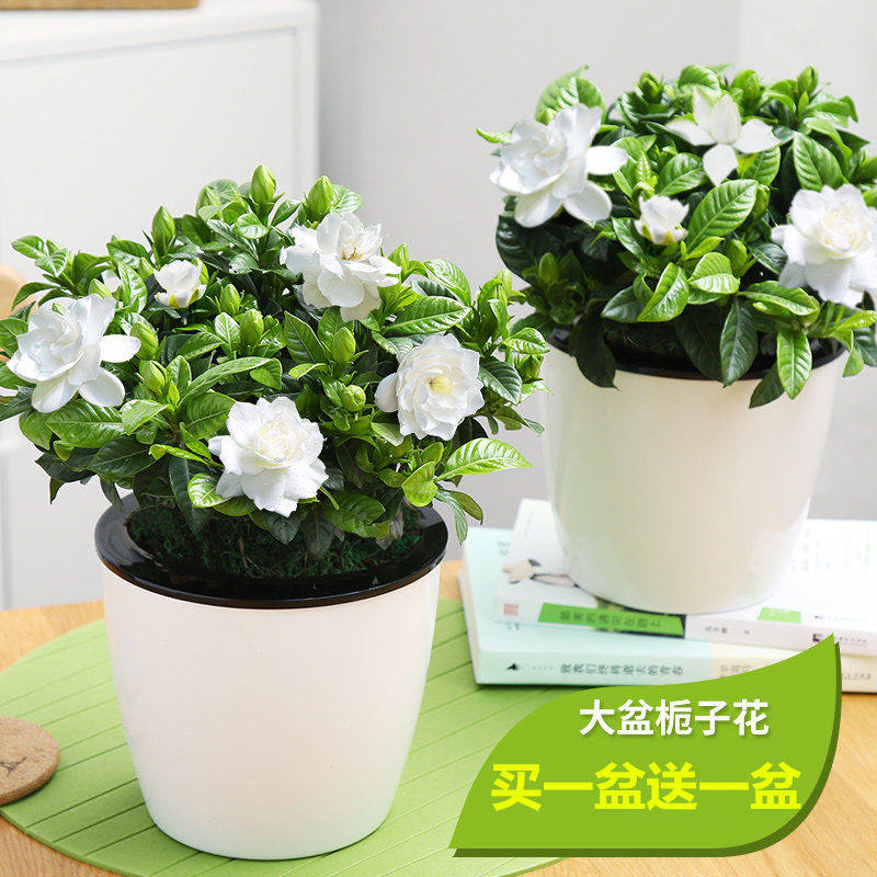 (Buy a basin to send a basin with flower buds shipped) Gardenia Flower Potted Flowers Indoor Green Plant hydropony floral plants