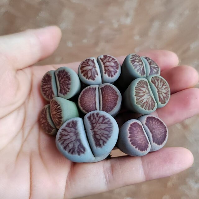 草木本心