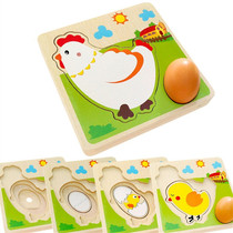 Hens grow and lay eggs puzzle kindergarten science area corner materials science discovery room materials play teaching aids