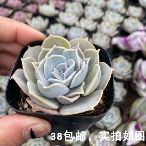 [Седьмой президент] Multi -Flesh, Лина Лотос, одно розовое и фиолетовое состояние в хорошем состоянии, растения зеленых посадных горшечных растений