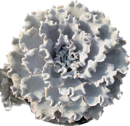 【Цизон】Сочная белая кожица пельменей, морщинистые листья, дорогие корейские продукты, редкие белые танцоры балета.