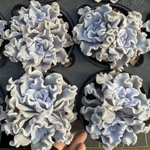 【Цизон】Сочная белая кожица пельменей, морщинистые листья, дорогие корейские продукты, редкие белые танцоры балета.